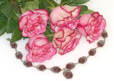 Bouquet of five roses stock image. Image of plant, rhodonite - 134716077