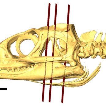 Sphenodon skull (BMNH1922.6.16.2) in left lateral view showing fascia... | Download Scientific ...