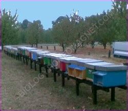 Apiculture – Biology for Everybody