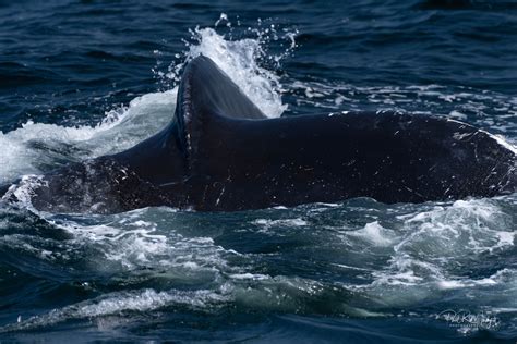 Monterey Bay Whale Watching — Paul R Mudgett Photography