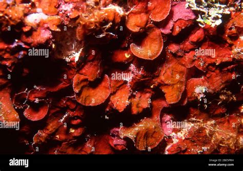 Crustose Coralline Algae, Red algae, Rhodophyta Stock Photo - Alamy