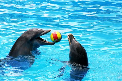 The curious reasons why dolphins play | Mashable