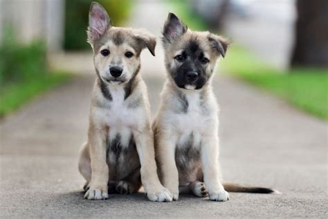 Can Dogs Have Identical Twins