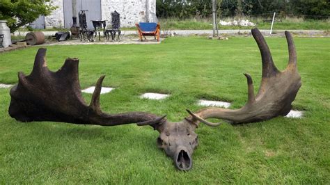 Antlers of giant Irish elk found at bottom of Lough Neagh | UTV - ITV News