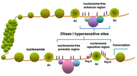 What is the Difference Between DNA and DNase - Pediaa.Com