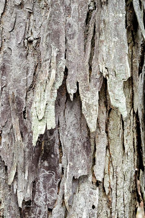 Hickory Tree Bark Abstract Photograph by Christina Rollo | Fine Art America