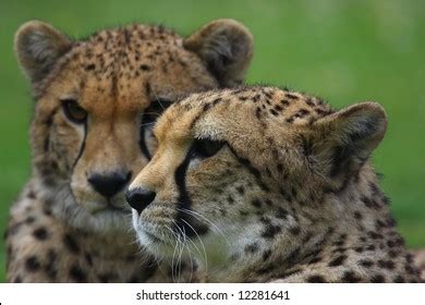 212 Gepard eyes Stock Photos, Images & Photography | Shutterstock