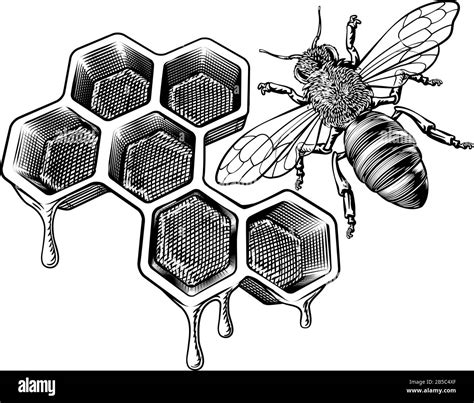 Bee Honeycomb Drawing