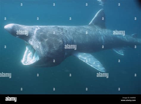 basking shark feeding in the UK Stock Photo - Alamy