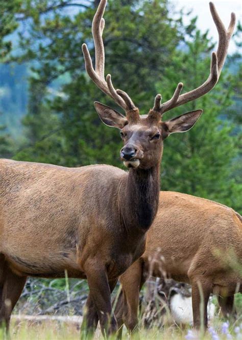 Banff Wildlife Safari & Nature Tour: Evening Sightseeing Tour