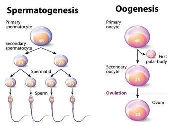 Spermatogenesis And Oogenesis Animation