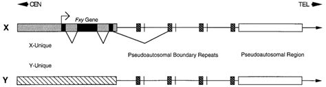 Schematic representation of the mouse pseudoautosomal boundary region ...