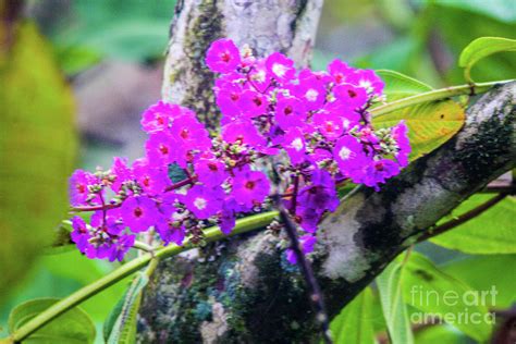 Tropical Flowers of Costa Rica Photograph by William E Rogers