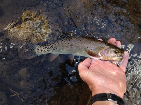 logan-river – Western Native Trout Initiative