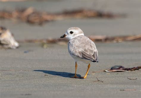 Cute Little Piping Plover stock photo. Image of plover - 271629524