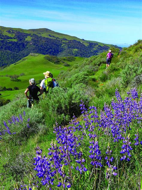 Sunol Regional Wilderness hike a stunner | Gilroy Dispatch | Gilroy ...