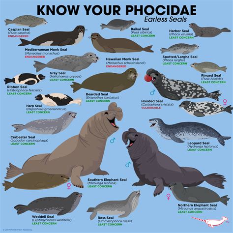 Pinnipeds Diagram | Quizlet