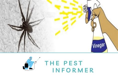 Does Vinegar Kill Spiders? - Using Vinegar to Kill Spiders