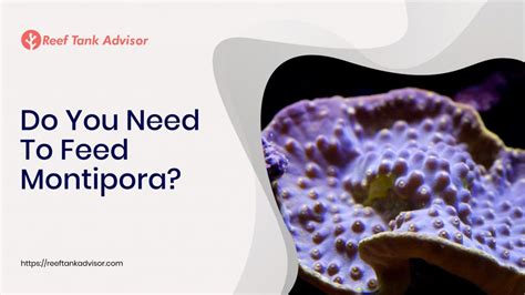 The Ultimate Acropora Coral Care Guide | Reef Tank Advisor