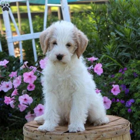 Brad - Aki-Poo Puppy For Sale in Pennsylvania