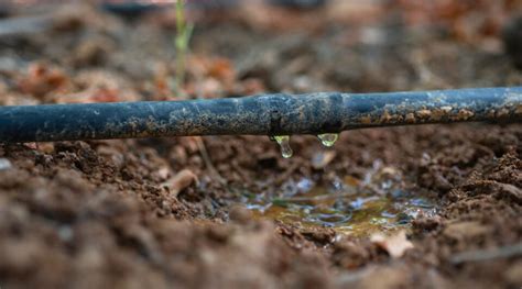 How to Install a DIY Drip Irrigation System in 9 Easy Steps