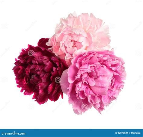 Three Different Color Peonies Stock Photo - Image of pink, decoration ...