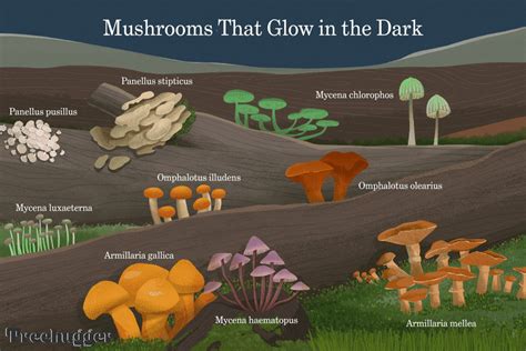 10 Bioluminescent Mushrooms That Glow in the Dark