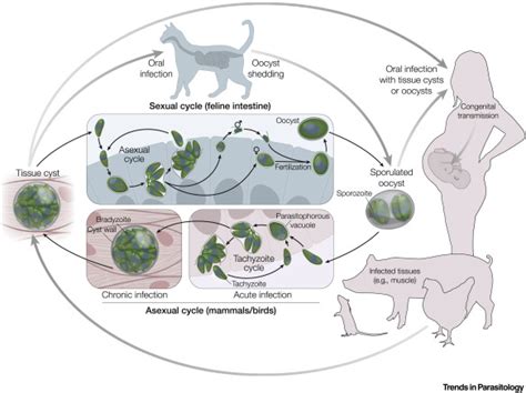 Toxoplasma gondii: Trends in Parasitology