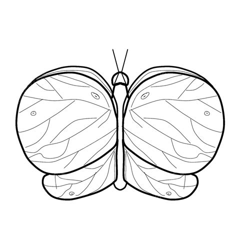 Butterfly Outline, Butterfly Drawing, Outline Drawing, Butterfly Outline Drawing PNG Transparent ...