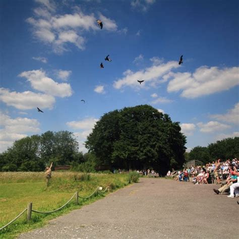 Hawk Conservancy Trust | Tickets, Info, Events & Vouchers