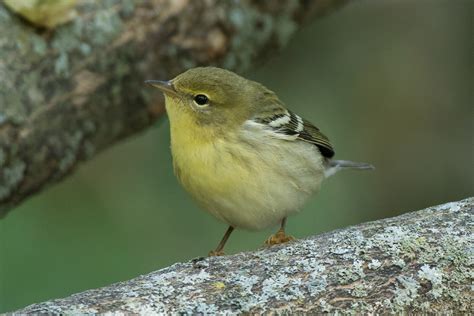 Blackpoll Warbler (1st fall) – Jeremy Meyer Photography