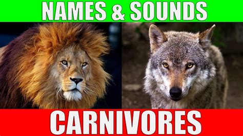 Top 103 + Examples of carnivorous animals - Inoticia.net