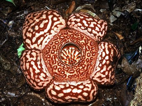 58 best images about Plants..Rafflesia parasitic plant on Pinterest ...