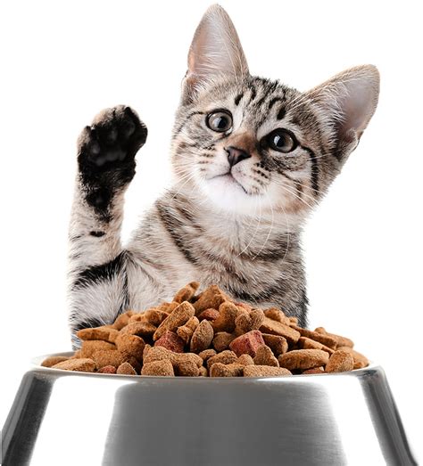 Best Dry Kitten Food - Reviews of The Top Brands Of Dried Kitten Food