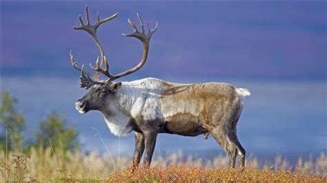 Quoi faire de plus pour préserver le caribou des bois ? | ICI.Radio ...