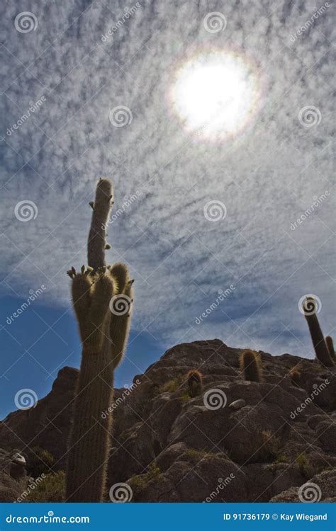 Island with Cactus in the Landscape of the Salar De Uyuni and La Stock Image - Image of surface ...