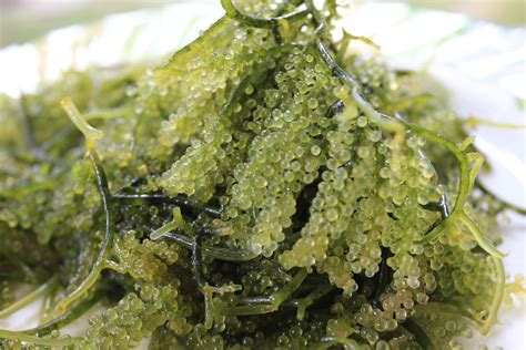 Health Benefits of Seaweed - Ang Pinoy