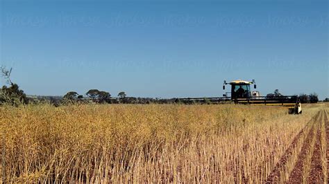 "Swathing A Canola Crop On A Clear Day" by Stocksy Contributor "Adrian P Young" - Stocksy