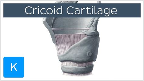 Cricoid Cartilage