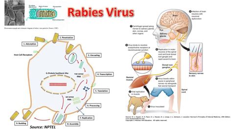 Rabies Virus: Introduction, Morphology, Pathogenecity, Lab Diagnosis, Tr