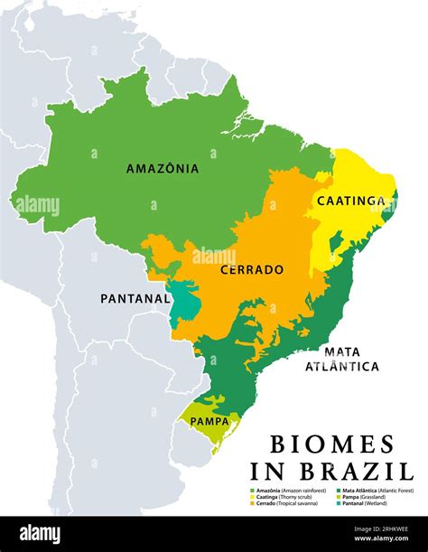 Biomes in Brazil, map of ecosystems with natural vegetation. Amazon ...