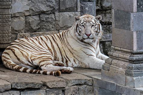 White Tiger in India Photograph by Arterra Picture Library - Fine Art America