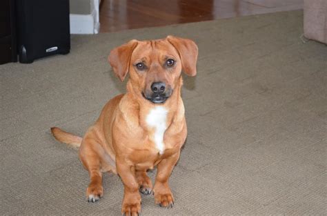 Beagle and Mini Dachshund Mix