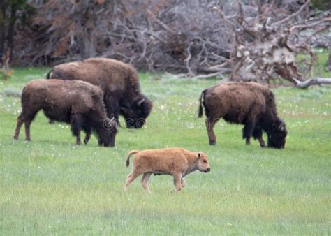 Grand Teton Red Dog Bison Calf Stock Photo - Image of green, newborn ...