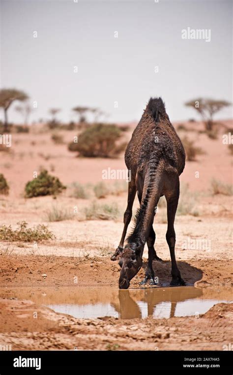 Camel drinking water from puddle in the desert of Saudi Arabia Stock ...