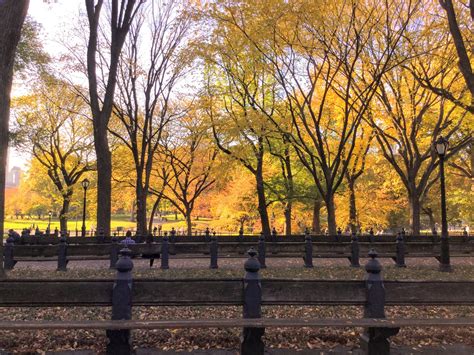 Central Park Fall Foliage 2020 - GothamGuru