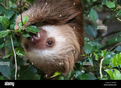 Hoffmann's two-toed sloth (Choloepus hoffmanni) eating leaves Stock ...