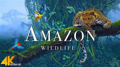 Amazon 4k - The World’s Largest Tropical Rainforest | Jungle Sounds ...