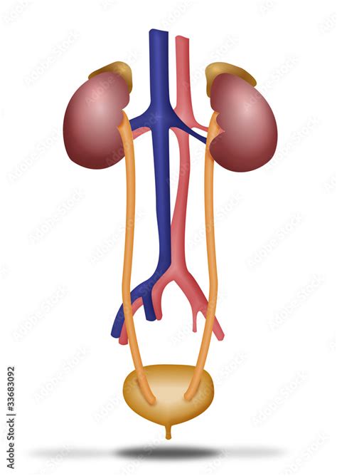 Aparato excretor Stock Vector | Adobe Stock