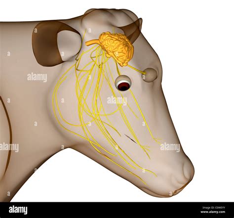 Anatomy of the cow brain Stock Photo - Alamy